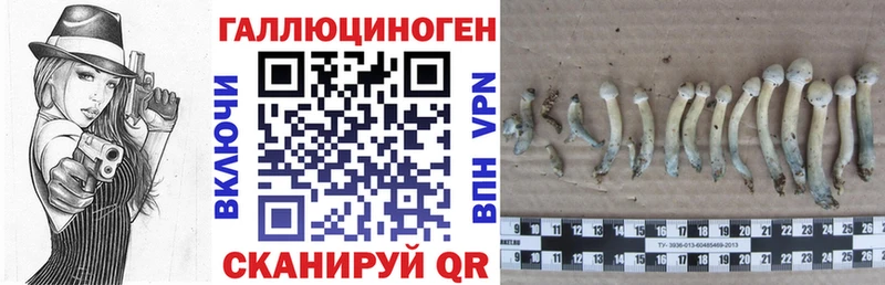Псилоцибиновые грибы Psilocybe Карасук